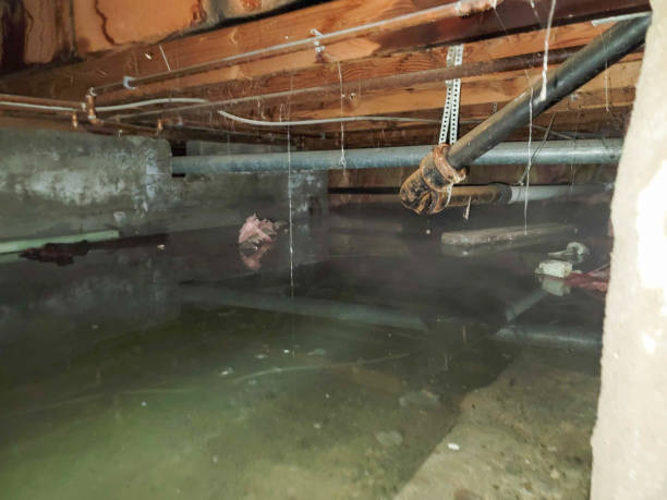Best Flood restoration services  in Edgewater, FL