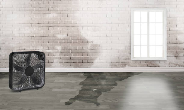 Best Flood restoration services  in Edgewater, FL